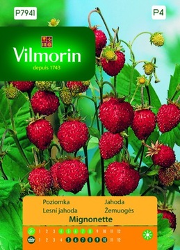POZIOMKA MIGNONETTE 0,1 G VILMORIN BALKONY I TARASY