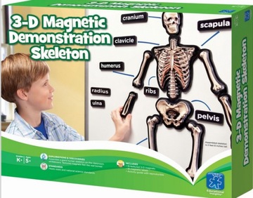 Educational Insights 3-D magnetyczny szkielet