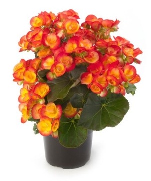 Begonia Ilona CARNEVAL sadzonka 1szt