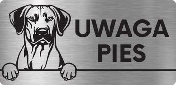 TABLICZKA UWAGA PIES ZŁY PIES Rhodesian ridgeback TABLICZKA UWAGA ZŁY PIES