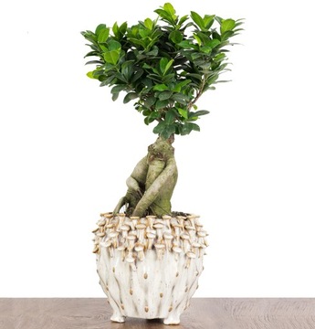 Ficus RETUSA Fikus microcarpa BONSAI rozm. S