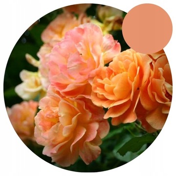 Róża - Pomarańczowa - PNĄCA - Pachnąca - PIĘKNA