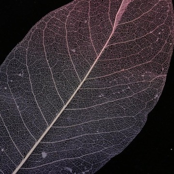 3x50 кусочков натуральных скелетированных листьев магнолии