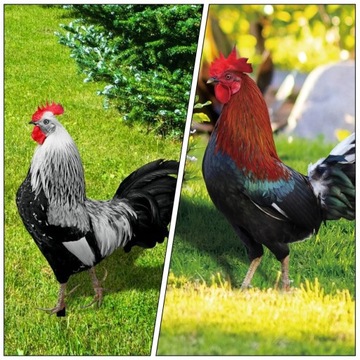 Статуэтка Птица Садовая Курица Петух 2 шт.