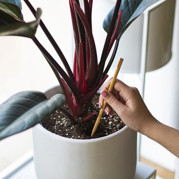 Kule nawadniające do roślin bursztyn 400 ml 2 szt.
