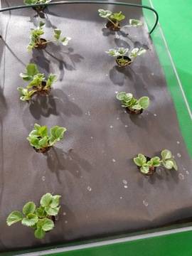 AGROWNONWOVEN черный для клубники, огурцов, помидоров и т. д., ширина 80 см. На заказ.