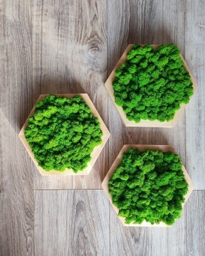 Картина с мхом мхом, шестигранник