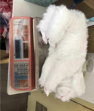 Luck Dragon Falkor Doll Плюшевая мягкая кукла по имени