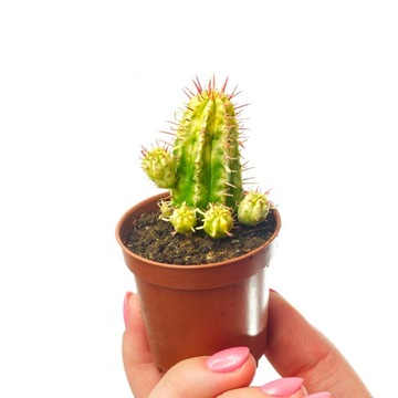 EUPHORBIA AGGREGATA F. VARIEGATA forma z wariegacją WILCZOMLECZ rozmiar S