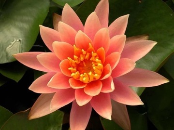 LILIA WODNA Nymphaea COLORADO Łososiowa oczko wodne staw