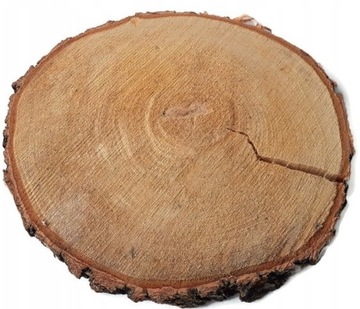 Okazja duże plastry drewna brzoza 35-40 krążki