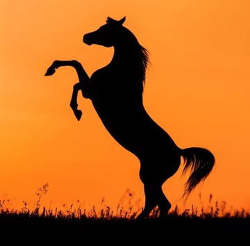 Календарь ЛОШАДЕЙ 2025 С НАКЛЕЙКАМИ подарок любителям лошадей