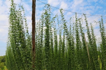 Струна полипропиленовая 50 дкг толщиной 500 м толщиной 2 мм.