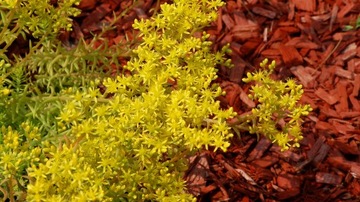 ДЕКОРАТИВНЫЕ ЧИПСЫ COLORUL BARK 50л Red CHIP