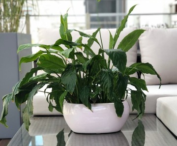 ДВИГАТЕЛЬ КЕРАМИЧЕСКАЯ КРЫШКА ДЛЯ ЦВЕТОЧНОГО ГОРШКА 270 ММ