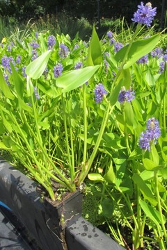 Pontederia cordata - Выкладывайте в пруд АКЦИЯ!