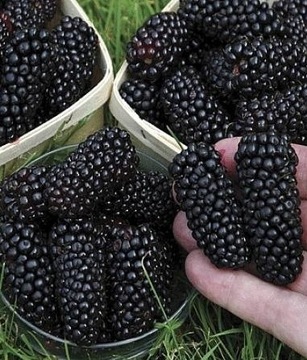 JEŻYNA bezkolcowa BLACK BUTTE OLBRZYMIE 5 cm OWOCE słodkie i AROMATYCZNE