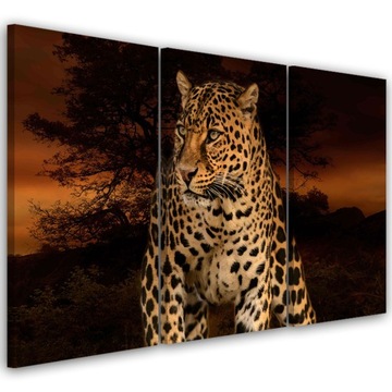 OBRAZ TRYPTYK Lampart Pantera Kot Safari 60x40