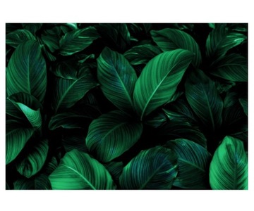 Fototapeta 368x254cm liście Spathiphyllum