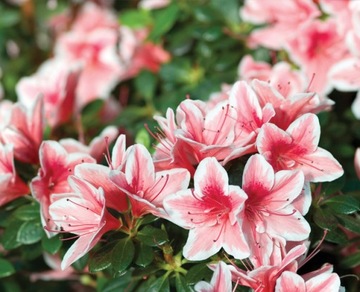 ГИДРОГЕЛЬ ДЛЯ САДА 90 г Цветы Растения Сельскохозяйственные культуры АГРОГЕЛЬ ШАРИКИ ДЛЯ ПОРОШЕНИЯ