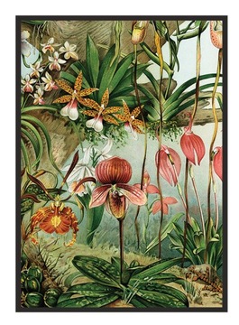 OBRAZ PLAKAT RAMA 53x73 cm Kwiaty P1957