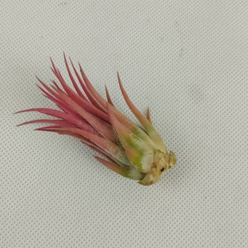 Tillandsia Ionantha Red 4cm -oplątwa