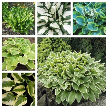 FUNKIA HOSTA Twój pomysł na Ogród Zestaw NR 1 Mix 6szt