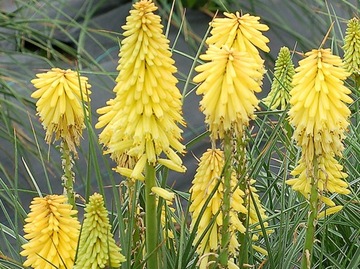 Trytoma groniasta Poco Yellow płonąca pochodnia