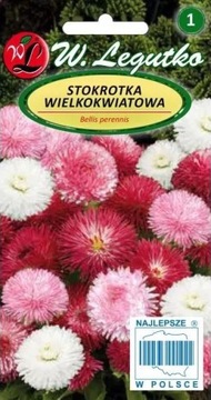 Stokrotka wielkokwiatowa – mix – 0,1 g Legutko
