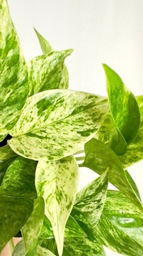 Epipremnum marble queen (złociste)
