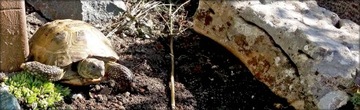 Testudo Soil Baby 25 л террариумный субстрат для греческой черепахи
