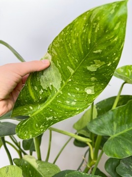 PHILODENDRON Jose Bueno |SADZONKA CIĘTA SZCZYTOWA!