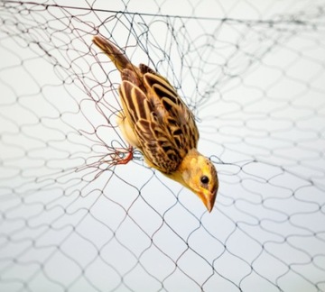 ПРОЧНАЯ СЕТКА ДЛЯ ПТИЦ на БАЛКОН для деревьев 10х10 м для вольера МАЛАЯ СЕТКА УФ