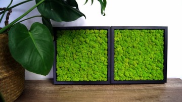 Картина в трёх рамах, мох+дерево, 30х30 см.