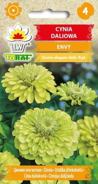 Cynia daliowa ENVY nasiona 1g WYJĄTKOWY ZIELONY KOLOR