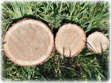 Срез дуба для тротуара, садовой дорожки, диаметр 25 см.