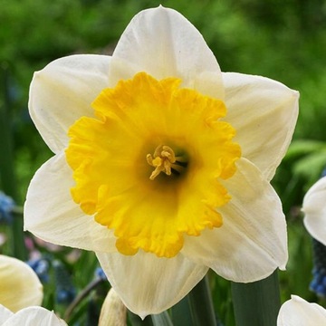 Narcissus Narcyz Ice Follies 5 szt CEB. XXL