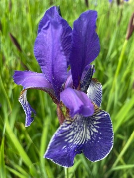 Irys Syberyjski Blue King Niebieski