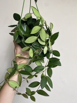 Hoya burtoniae Piękne pnącze