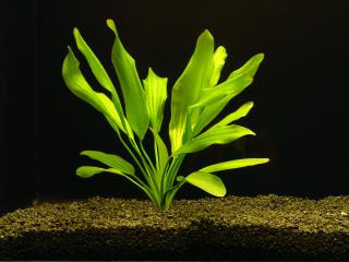 INVITAL Echinodorus argentinensis koszyk Ø 5,5 cm