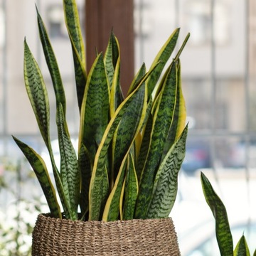 SANSEVIERIA 'LAURENTII' klasyczna wysoka odmiana Sansewieria rozmiar XL