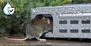 БЕЗОПАСНАЯ И ПРОЧНАЯ ЛОВУШКА СО СТЕКЛОМ НЕ РОЗЫЖАЕТ ОТ 9 СИЛЬНОСТИ