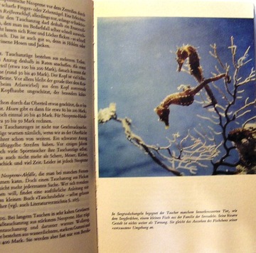 Таухен в Мерене, увиденный и Флюссен [Германия, 1969]