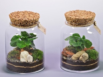 Лес в банке, готовая композиция, кофейное дерево.