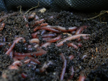 Смесь дождевых червей Dendrobena Red Worms, 1000 шт.