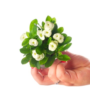 EUPHORBIA MILII WHITE Egzotyczny wilczomlecz okazały BIAŁE KWIATY r.S