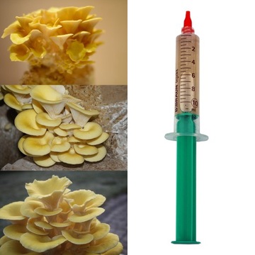 Grzybnia w płynie Boczniak cytrynowy 10ml