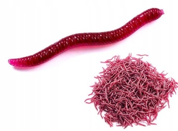 Sztuczne Robaki CZERWONE DŻDŻOWNICA Dendrobena GNOJAK Rosówki 3.5 cm 100x