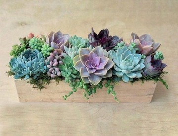 СУККУЛЕНТЫ Набор Микс 5 шт ESZEWERIA CRASSULA