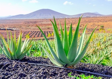 ALOE VERA , ALOES LECZNICZY, MAŁY ~ 30 cm